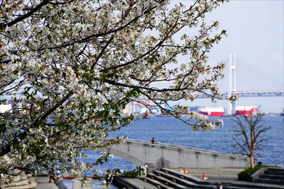 1132_なとみらい_神奈川