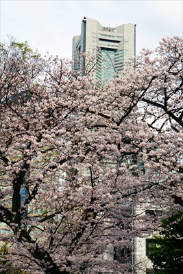 1122_掃部山公園_神奈川