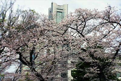1123_掃部山公園_神奈川