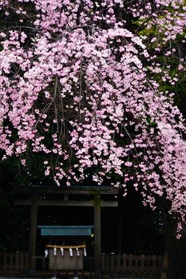 伊勢山皇大神宮_神奈川