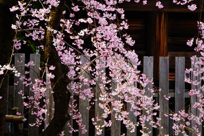 1058_伊勢山皇大神宮_神奈川