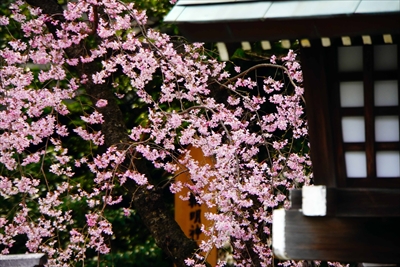 1061_伊勢山皇大神宮_神奈川