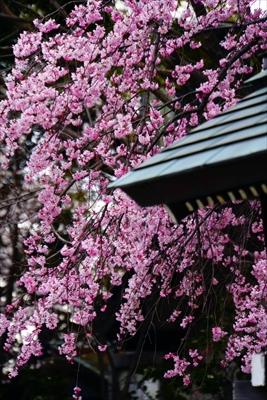 1062_伊勢山皇大神宮_神奈川