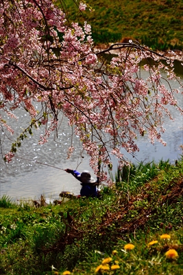 1045_白河市小峰城_福島