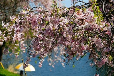 1047_白河市小峰城_福島