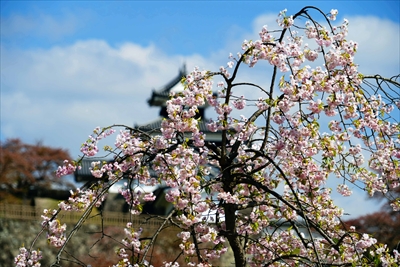 1048_白河市小峰城_福島