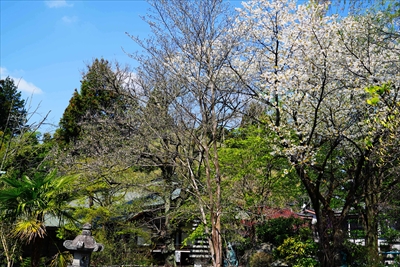 1036_白河市関川寺_福島