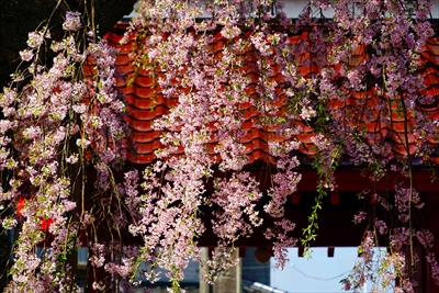 1004_白河市妙関寺_福島