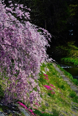 谷津田川せせらぎ通り_福島