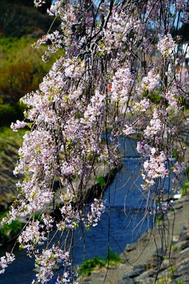 1038_谷津田川せせらぎ通り_福島