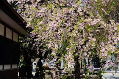 白河市龍蔵寺_福島