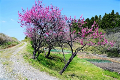 1039_谷津田川せせらぎ通り_福島
