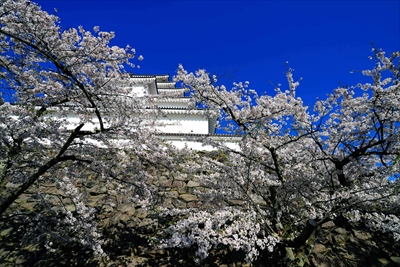 1016_会津鶴ヶ城_福島