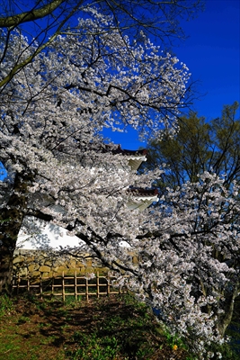 1017_会津鶴ヶ城_福島