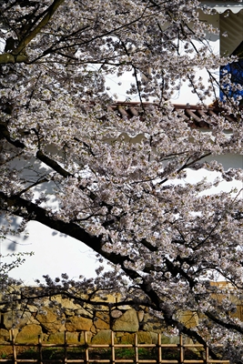 1018_会津鶴ヶ城_福島