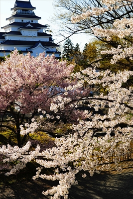 1023_会津鶴ヶ城_福島