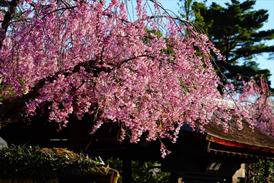 会津鶴ヶ城_福島