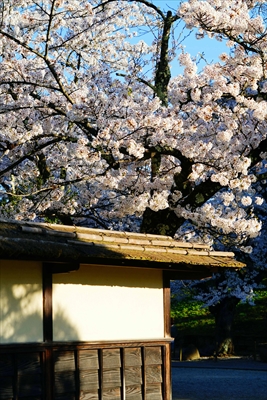 1028_会津鶴ヶ城_福島