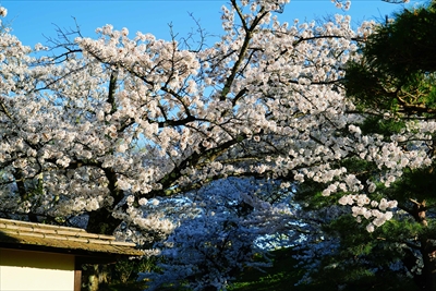 1029_会津鶴ヶ城_福島