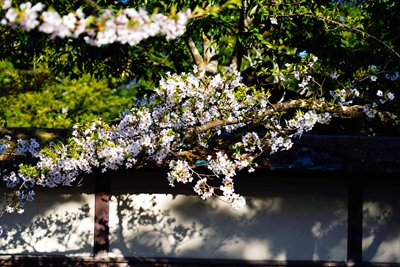 1030_会津鶴ヶ城_福島