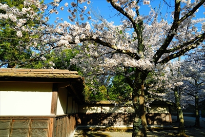 会津鶴ヶ城_福島