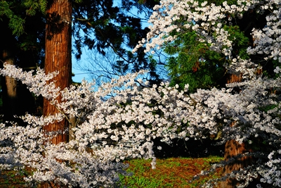 1033_会津鶴ヶ城_福島