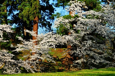 1034_会津鶴ヶ城_福島