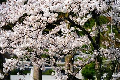 1026_千秋公園_秋田