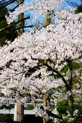 1027_千秋公園_秋田