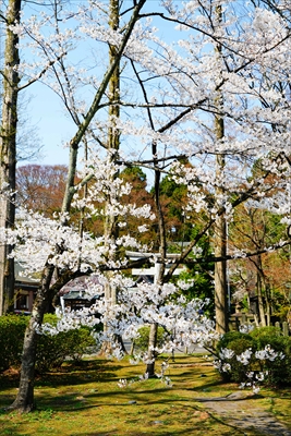 1029_千秋公園_秋田