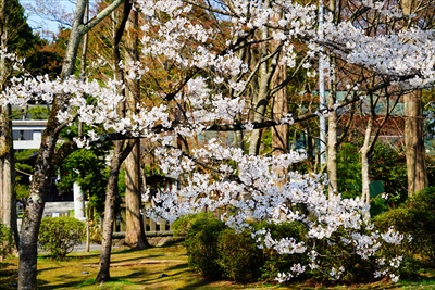1030_千秋公園_秋田