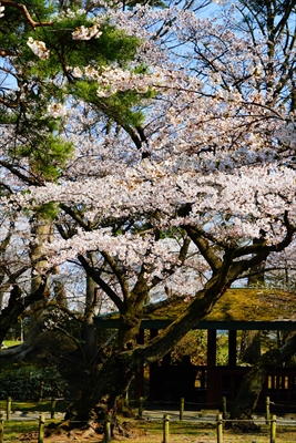 1034_千秋公園_秋田