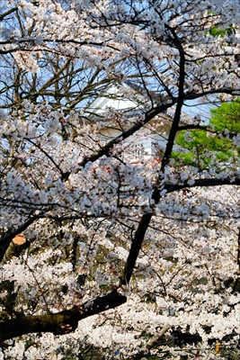 1035_千秋公園_秋田