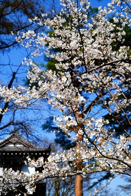 1043_千秋公園_秋田