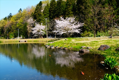 桜公園_新潟