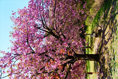 1003_桜公園_新潟