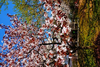 1005_桜公園_新潟
