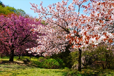 1006_桜公園_新潟