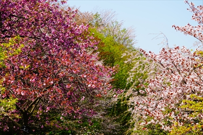 1014_桜公園_新潟