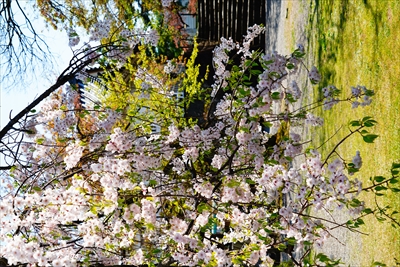 1018_新発田城_新潟