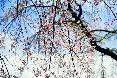 1065_日本のさくら（素材）_日本