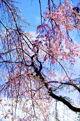 1066_日本のさくら（素材）_日本