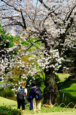 1052_小石川後楽園_東京