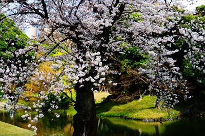 1053_小石川後楽園_東京