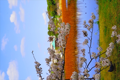 1075_不忍池_東京