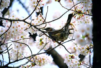 1067_日本のさくら（素材）_日本