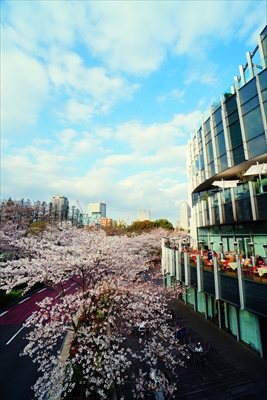 1005_東京ミッドタウン_東京