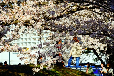 1135_なとみらい_神奈川