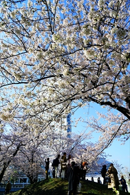 1138_なとみらい_神奈川