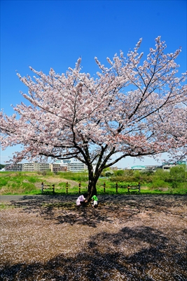 1095_新横浜公園_神奈川